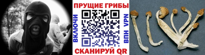 Псилоцибиновые грибы мицелий Обь